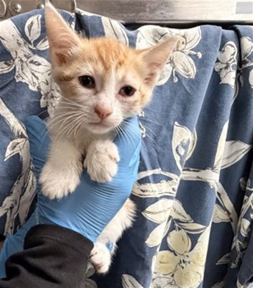 EDDIE - Domestic Short Hair available for adoption