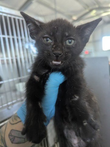 GAYLE - Domestic Short Hair available for adoption