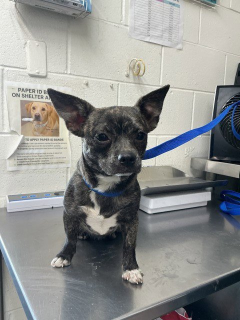 BUTTERCUP - Chihuahua available for adoption