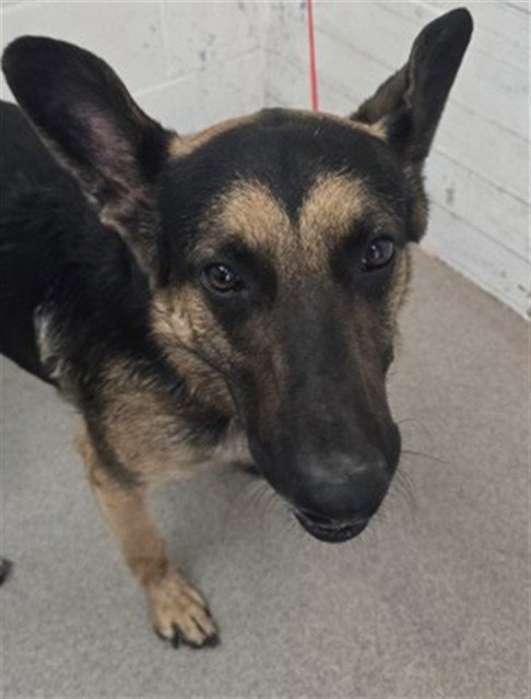 LARRY - German Shepherd Dog available for adoption