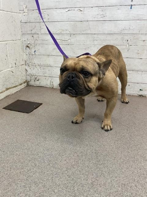 WOODY - French Bulldog available for adoption