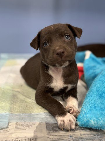 CHANEL - Pit Bull Terrier for adoption in San Bernardino
