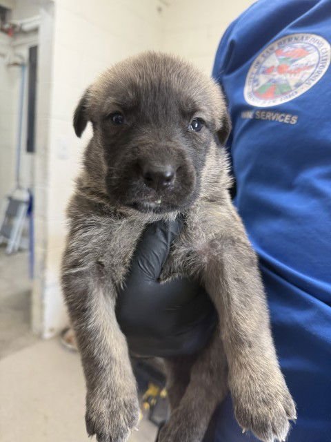 A589968 - Dutch Shepherd available for adoption