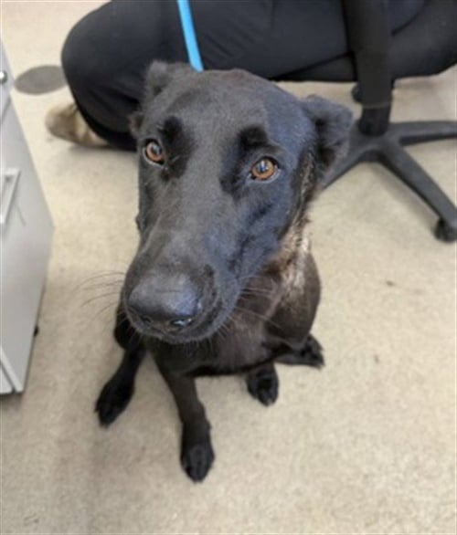 DAHLIA - Belgian Shepherd Malinois available for adoption