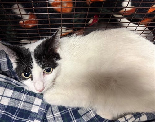 HOLLY - Domestic Short Hair available for adoption