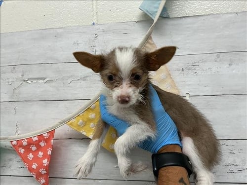 NOVA - Terrier available for adoption