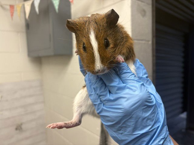 SQUEAK - Guinea Pig available for adoption