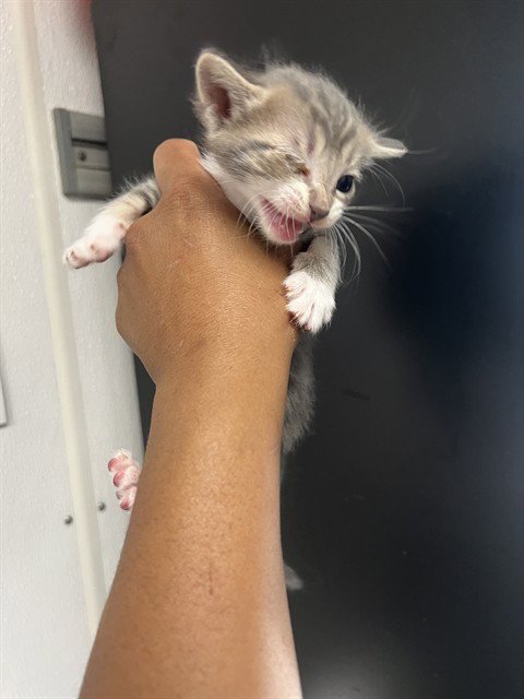 HONEY WALNUT - Domestic Short Hair available for adoption