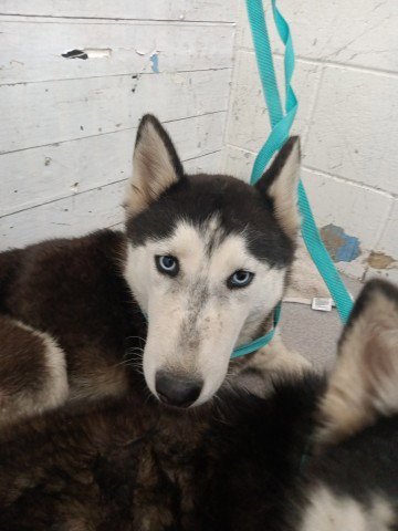 HAZEL - Siberian Husky available for adoption