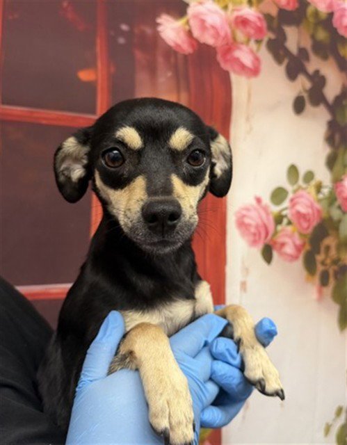 SADIE - Chihuahua available for adoption