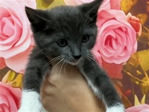 EMERIL - Domestic Short Hair available for adoption