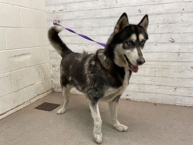 ESTELLA - Siberian Husky available for adoption