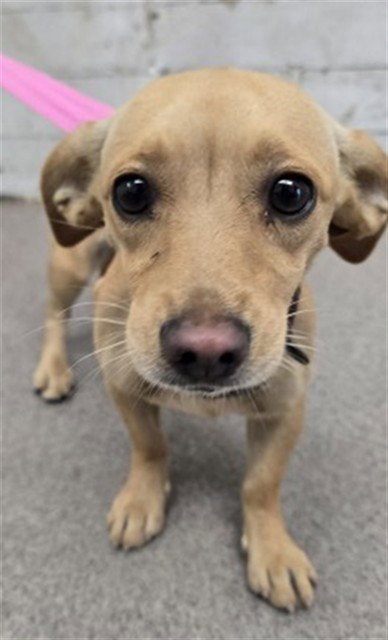 ARIEL - Chihuahua available for adoption