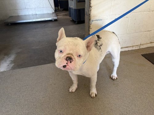 SIMON - French Bulldog available for adoption