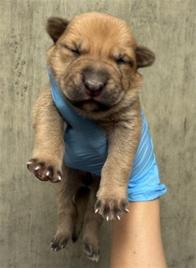 A596976 - Pit Bull Terrier available for adoption