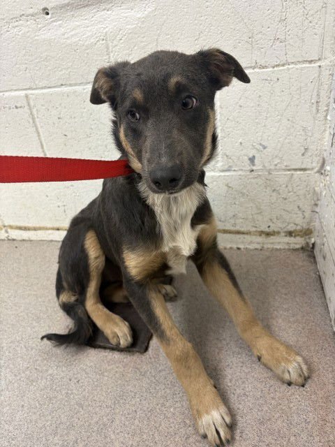 HUCK - German Shepherd Dog available for adoption