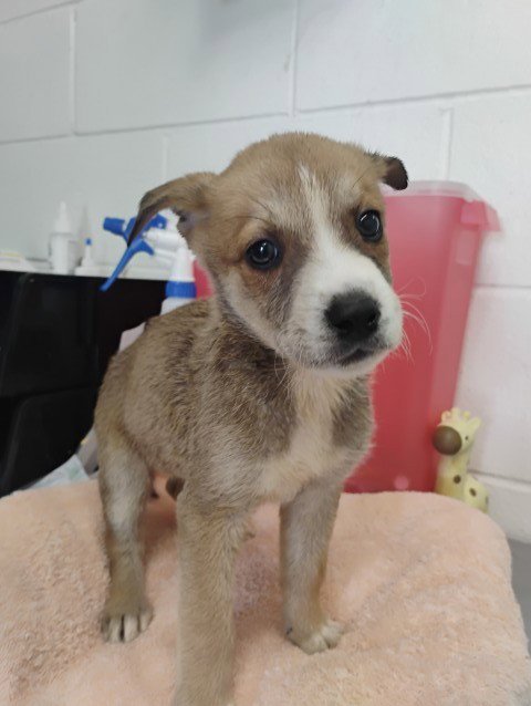 JUPITER - Labrador Retriever available for adoption