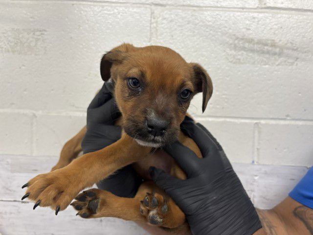 WAFFLE - Pit Bull Terrier available for adoption