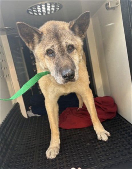 CHER - Akita / German Shepherd Dog available for adoption