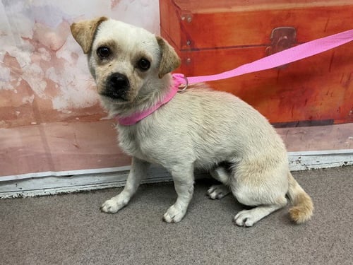 WOODY - Chihuahua available for adoption