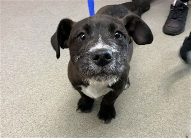 OREO - Terrier available for adoption