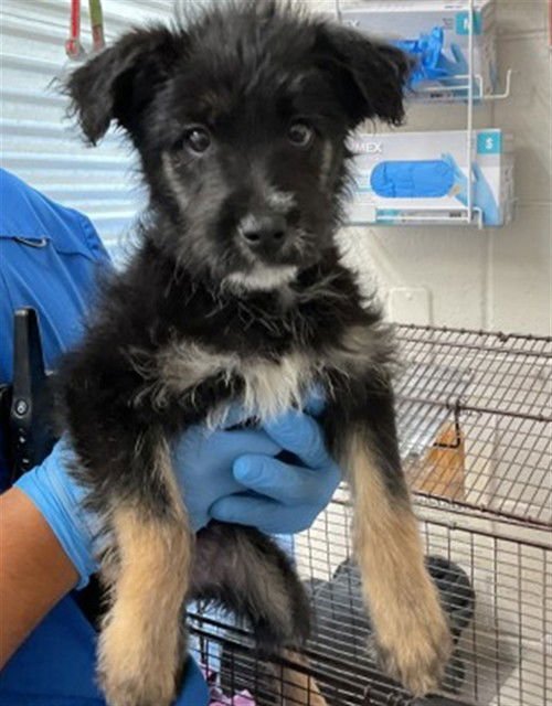 BUTTERCUP - German Shepherd Dog available for adoption