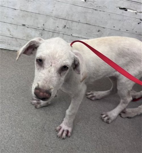 DAPHNEY - Labrador Retriever available for adoption