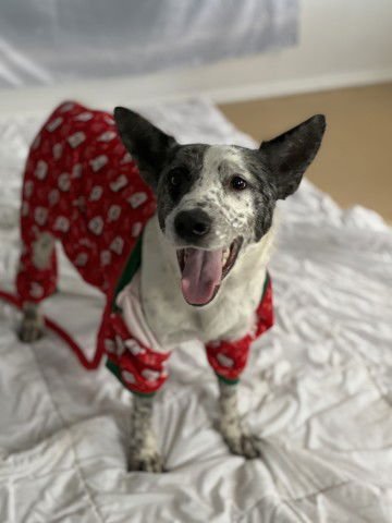 PEONY - Australian Cattle Dog/Blue Heeler available for adoption