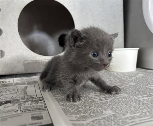 A596400 - Domestic Short Hair available for adoption