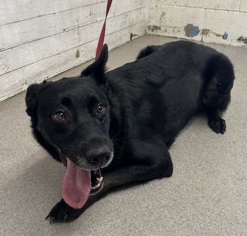 SHELBY - Labrador Retriever available for adoption
