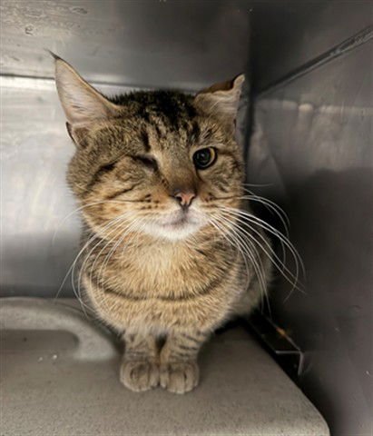 RICO - Domestic Short Hair available for adoption