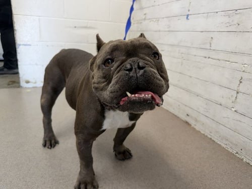 JAWS - Bulldog available for adoption