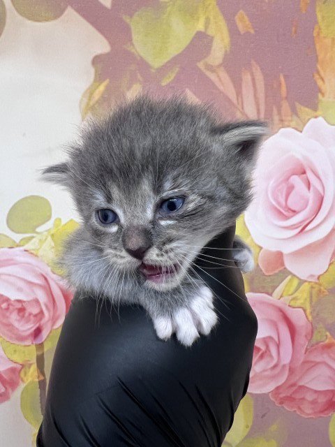 ALEXIA - Domestic Medium Hair available for adoption