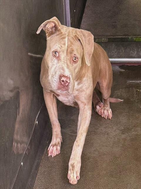 BUTTERCUP - Pit Bull Terrier available for adoption