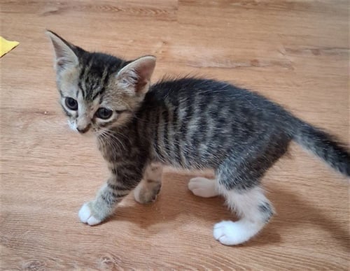 CHARLEMAGNE - Domestic Short Hair available for adoption