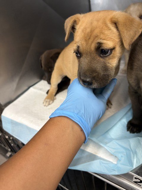 COSMO - Pit Bull Terrier available for adoption