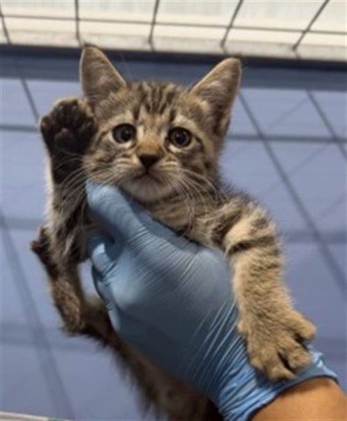 LARY - Domestic Short Hair available for adoption