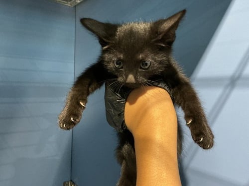 OREO - Domestic Short Hair available for adoption