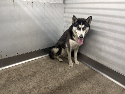DOREEN - Siberian Husky available for adoption