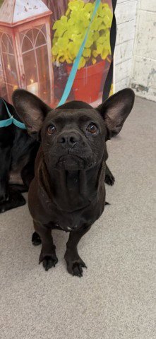 MARLEY - Chihuahua available for adoption