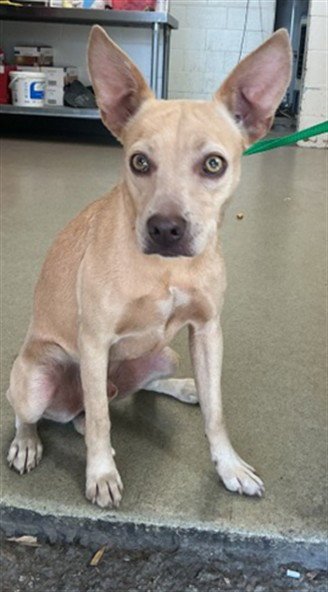 CARNELO - Australian Kelpie available for adoption
