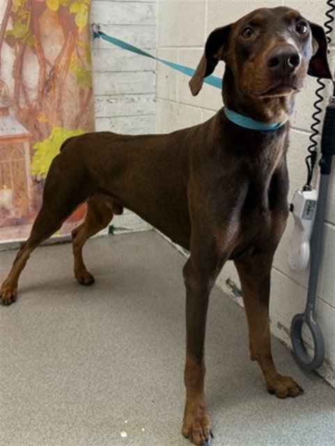 LATTE - Doberman Pinscher available for adoption