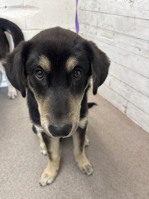 PIPER - German Shepherd Dog available for adoption