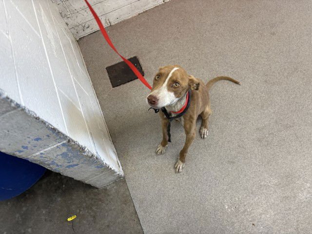 GIGI - Pit Bull Terrier available for adoption