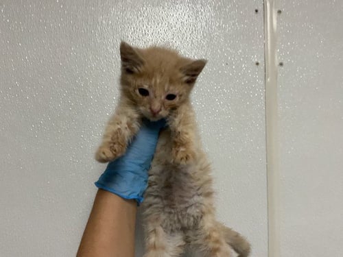 MILA - Domestic Short Hair for adoption in San Bernardino