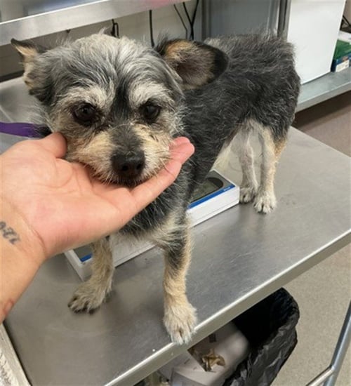 BECK - Terrier available for adoption