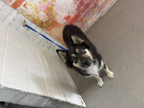 MABEL - German Shepherd Dog available for adoption