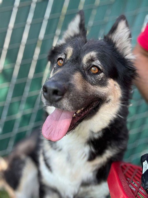 MABEL - German Shepherd Dog available for adoption
