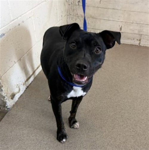 INDIA - American Pit Bull Terrier available for adoption