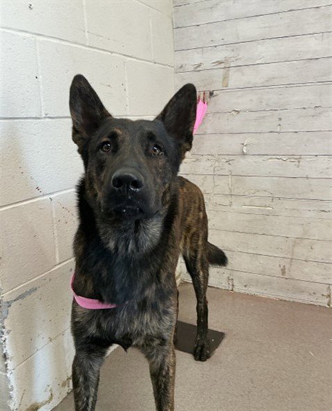 CHOCO - Dutch Shepherd available for adoption